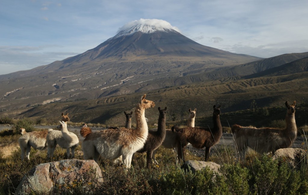 Alpaka in Arequipa