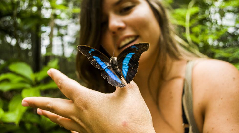 Schmetterlinge-Tambopata